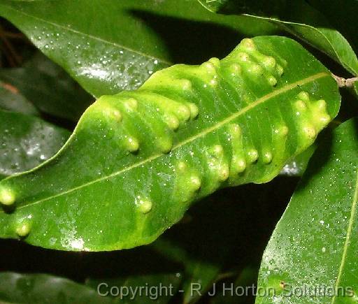 Pimple psyllid on Lilly pillysmall (Waterhousea floribunda) 